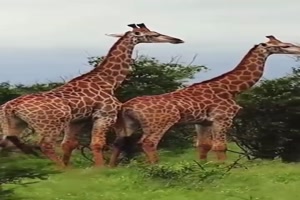 Tiere.mp4 auf www.funpot.net
