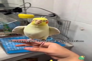 Lustige Vgel