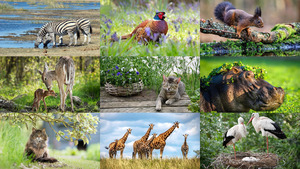 klicke hier, um die Datei herunterzuladen Animals 126