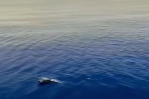 Flotter-Schwimmer.mp4 auf www.funpot.net