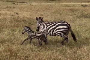 Baby-Zebra.mp4 auf www.funpot.net