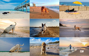 klicke hier, um die Datei herunterzuladen Strandhunde