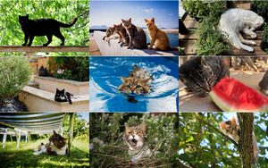 Katzen im Sommer