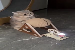Katzen sind witzig