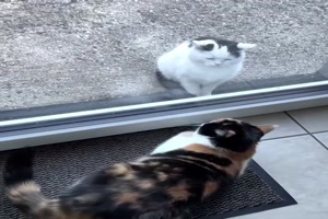 Katzen sind lustig