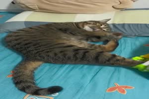 Katze hat neues Spielzeug