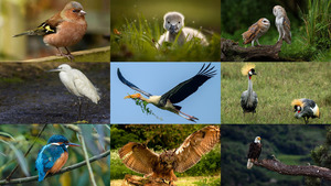 klicke hier, um die Datei herunterzuladen Birds 28