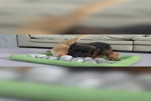 Hund-als-Katzen-Babysitter.mp4 von Klara90