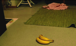 Katze-erschrickt-vor-Bananen.gif von Robert91