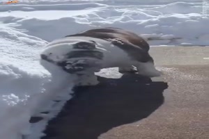 Hunde-und-Schnee.mp4 von Lotusbluete