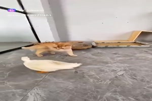 Katzen-und-Enten.mp4 von Cecilia