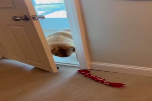 Hund traut sich nicht die Tre ganz zu ffnen