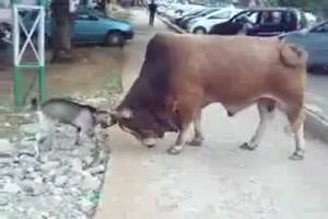Mutige Ziege