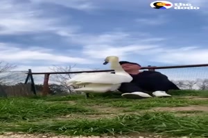 Der-Schwan-und-sein-Lieblingsmensch.mp4 von Larissa-1989