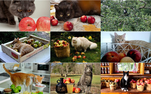 klicke hier, um die Datei herunterzuladen Katzen und Äpfel