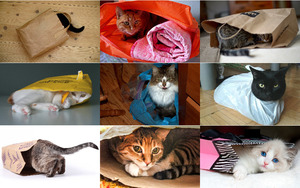Katzen und Tten