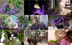 klicke hier, um die Datei herunterzuladen Katzen und Blüten