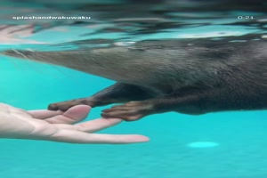 Schwimmhilfe.mp4 von Lotusbluete