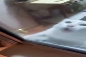Diese-Katze-mag-wohl-keine-Mäuse.mp4 von you-and-i