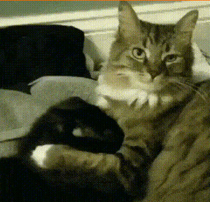 Katzen-eben.gif von Larissa-1989