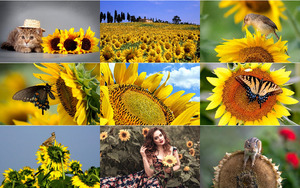 klicke hier, um die Datei herunterzuladen Sonnenblumen