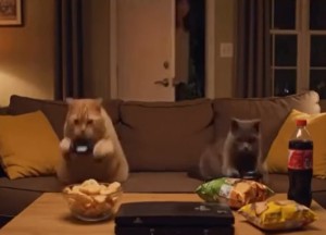 Deine Katzen, wenn du nicht zuhause bist