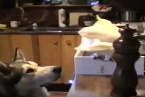Hund und Kakadu klauen Nudeln