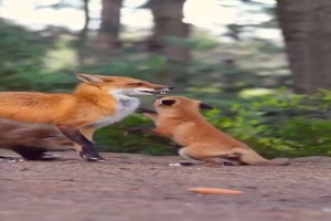 Familie Fuchs