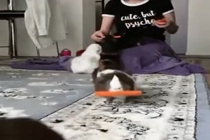 Meerschweinchen holen sich ihre Karotte ab