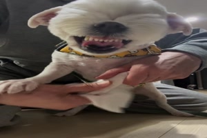 Witziger Hund