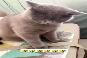 Bse Katze