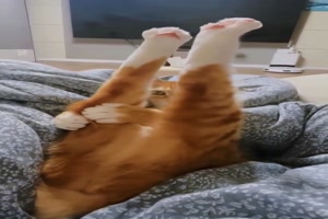 Katzen-in-lustige-Sitzpositionen.mp4 von Larissa-1989