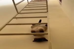 Katze-kommt-runter.mp4 von Rennschnecke