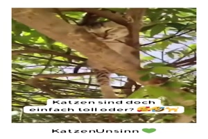 Katzen-sind-lustig.mp4 von Louisa