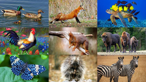 klicke hier, um die Datei herunterzuladen Animals 127
