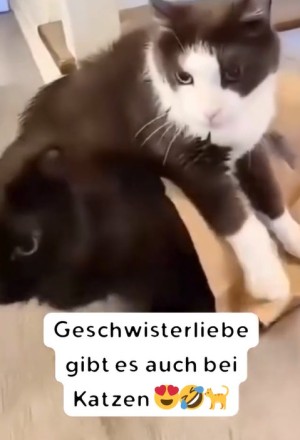 Geschwisterliebe-unter-Katzen.mp4 von Lydia