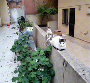Katzenbande.gif von Lydia