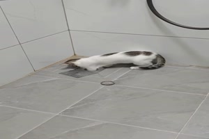 Katze-am-Duschablauf.mp4 von Lydia