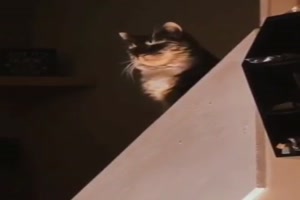 Lustige Katze