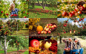 pfel im Herbst