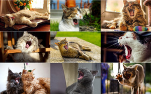 klicke hier, um die Datei herunterzuladen Müde Katzen