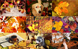 klicke hier, um die Datei herunterzuladen Herbstlaub