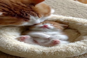 Katzenmutter-und-ihr-Kind---sehr-lieb.mp4 auf www.funpot.net