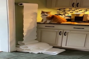 Katzen eben