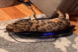 Katze liebt die Rttelplatte