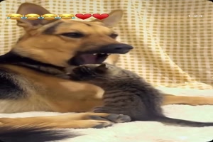 Tierische Freunde