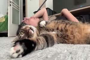 Lustige Katze