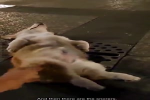 Schlafende Hunde