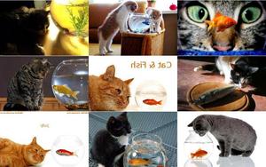 klicke hier, um die Datei herunterzuladen Katzen und Fische