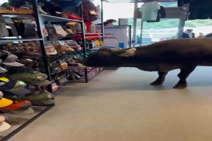 Kuh-beim-Shoppen.mp4 von Cecilia